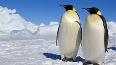Sea nature Birds Antarctica emperor penguins