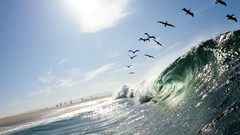 Sea nature Birds California Pelicans waves national geographic