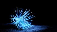 Sea nature black background underwater creatures sea anemones