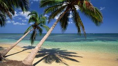 Sea nature coconut Seaside palm trees Beaches dominican republic
