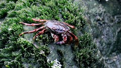 Sea nature crabs