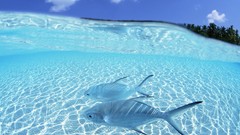 Sea nature fish split-view