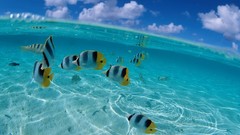 Sea nature fish split-view