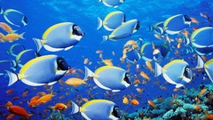 Sea nature fish underwater