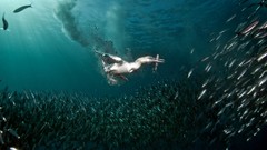 Sea nature fish underwater