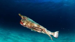 Sea nature fish underwater national geographic creatures