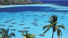 Sea nature Islands palm trees French Polynesia