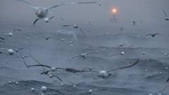 Sea nature lights Birds Alaska national geographic