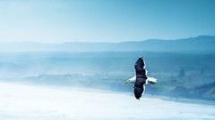 Sea nature ocean Birds New Zealand flying seagulls blurred 