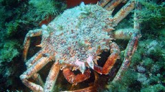 Sea nature ocean crabs underwater