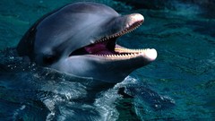 Sea nature ocean Dolphins underwater