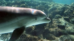Sea nature ocean Dolphins underwater