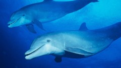 Sea nature ocean Dolphins underwater