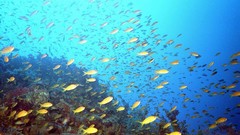 Sea nature ocean fish underwater