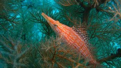 Sea nature ocean fish underwater