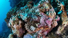 Sea nature ocean fish underwater coral reef Alexander Semenov