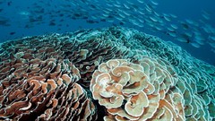 Sea nature ocean fish underwater national geographic coral reef