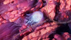 Sea nature ocean jellyfish underwater Alexander Semenov