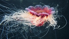 Sea nature ocean jellyfish underwater Alexander Semenov