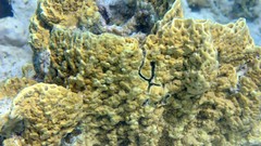 Sea nature ocean red underwater sea anemones fish tank Under My 