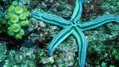 Sea nature ocean starfish underwater