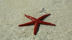 Sea nature ocean starfish underwater
