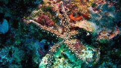 Sea nature ocean starfish underwater