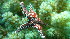 Sea nature ocean starfish underwater sea anemones