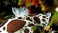 Sea nature ocean underwater