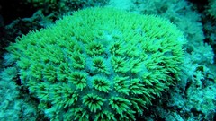 Sea nature ocean underwater coral