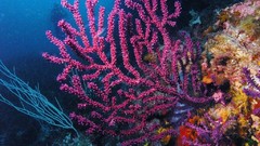 Sea nature ocean underwater coral
