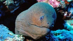 Sea nature ocean underwater eels