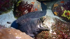 Sea nature ocean underwater eels