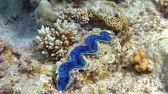 Sea nature ocean underwater Nudibranchia