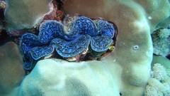 Sea nature ocean underwater Nudibranchia