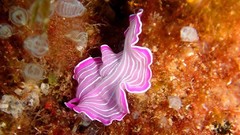 Sea nature ocean underwater Nudibranchia sea slugs