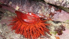 Sea nature ocean underwater sea anemones
