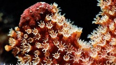 Sea nature ocean underwater sea anemones