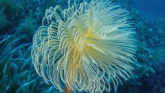 Sea nature ocean underwater sea anemones