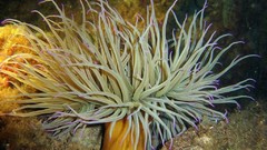 Sea nature ocean underwater sea anemones