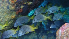 Sea nature ocean underwater sea anemones fish tank Under My Skin