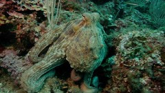 Sea nature ocean underwater sea anemones fish tank Under My Skin