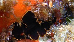 Sea nature ocean underwater sea anemones sea slugs