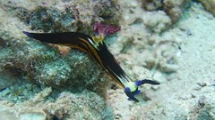 Sea nature ocean underwater sea slugs