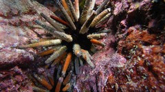 Sea nature ocean underwater sea urchins
