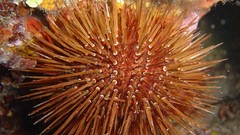 Sea nature ocean underwater sea urchins