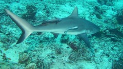 Sea nature ocean underwater Sharks