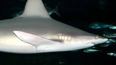 Sea nature ocean underwater Sharks