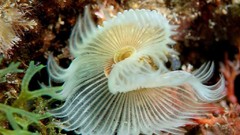 Sea nature ocean underwater shellfish