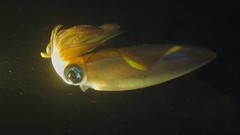 Sea nature ocean underwater squid